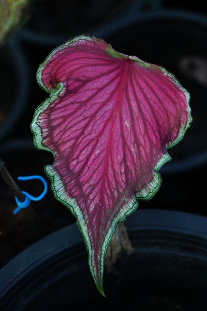 Mooi tweekleurig kleurrijk blad van Caladium in de tuin