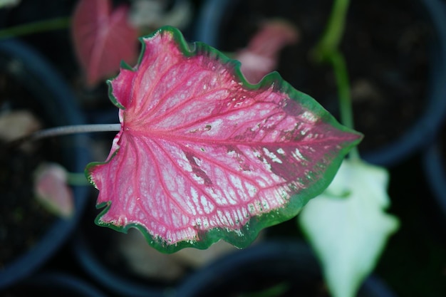 Mooi tweekleurig kleurrijk blad van Caladium in de tuin