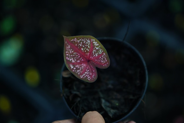 Mooi tweekleurig kleurrijk blad van Caladium in de tuin