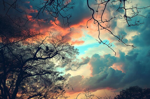Mooi uitzicht op een aantal grote bomen met de wolken in de kleurrijke hemel