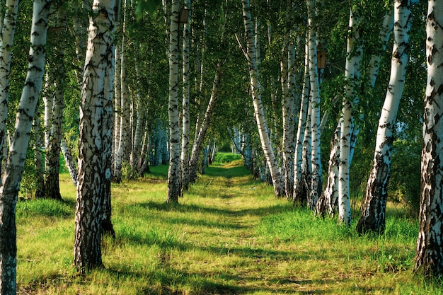 Mooi uitzicht op het berkenbos in de zomer.