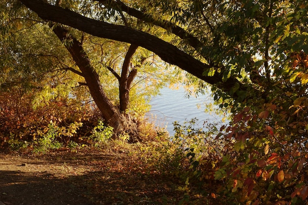 Mooi uitzicht op het meer achter de bomen Herfstfoto in het park bij het meer