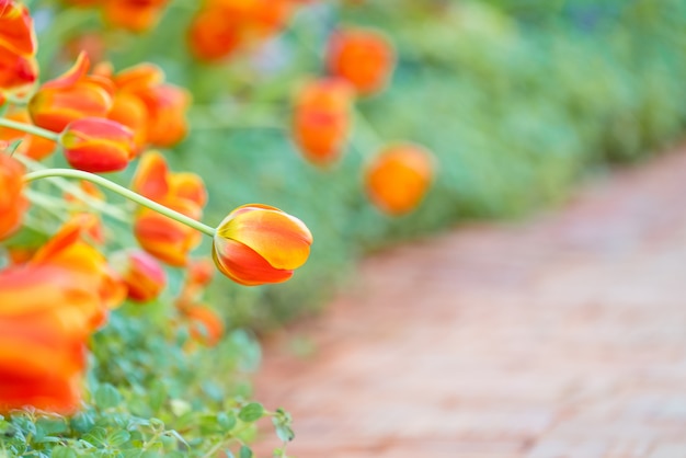 Mooi uitzicht op oranje tulpen.