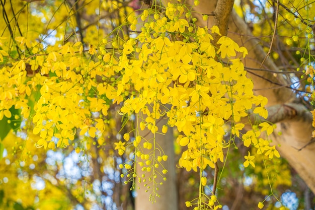 Mooi van cassia boom gouden douche boom gele cassia fistel bloemen op een boom in het voorjaar cassia fistel bekend als de gouden regen boom of douche boom nationale bloem van thailand