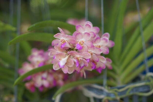 Mooi van de orchideebloem bloeiend zonlicht als achtergrond