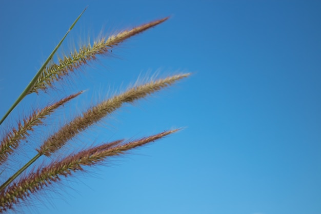 Foto mooi van knotroot vossestaartbloem en de blauwe hemelachtergrond