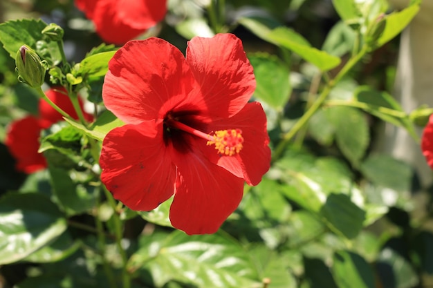 Mooi van rode hibiscus tropische bloemen in de natuur