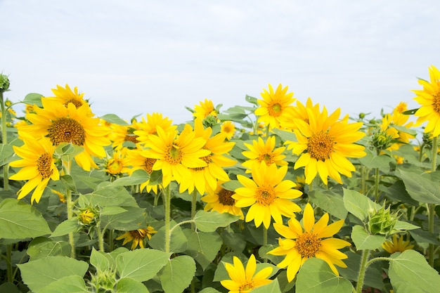 Mooi van zonnebloem veld bloeien