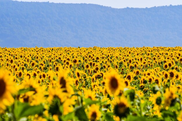 Mooi veld met zonnebloemen op een zonnige dag. alava, baskenland, spanje