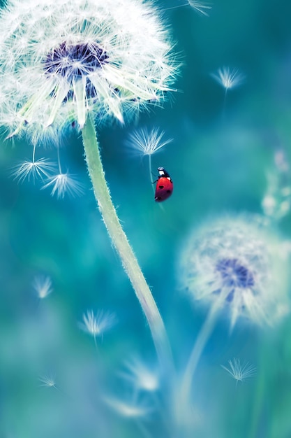 Mooi vliegend rood lieveheersbeestje op een witte paardebloem Fantastisch magisch beeld