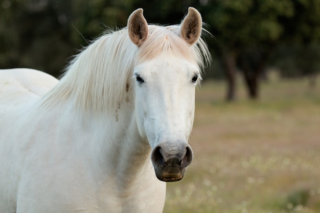 Mooi vrij wit paard in de weilanden