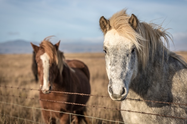 Mooi wild paard twee in IJsland