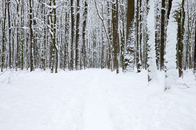 Mooi winterbos en de weg