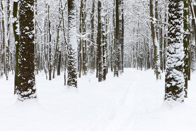 Mooi winterbos en de weg