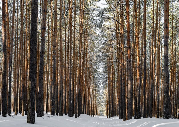 Mooi winterbos met skispoor