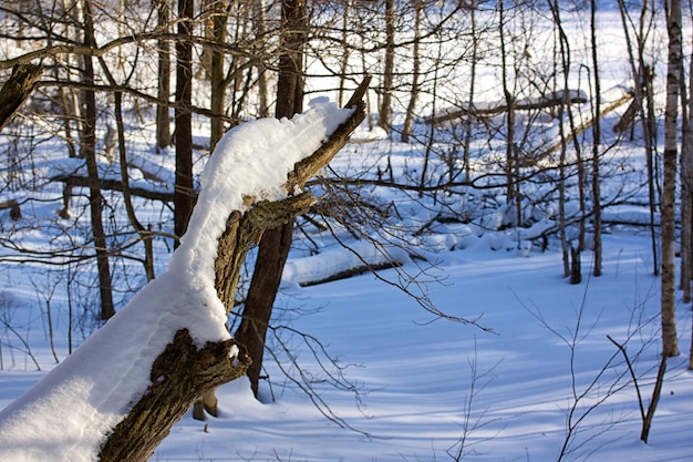 Mooi winterboslandschap