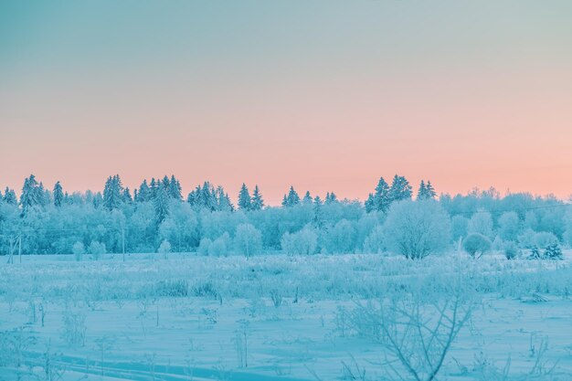 Mooi winterlandschap met met sneeuw bedekte bomen in de vorst