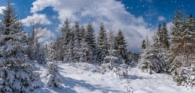 Mooi winterlandschap met sneeuwval en besneeuwde bomen in bos, witte sneeuw en blauwe lucht, panorama