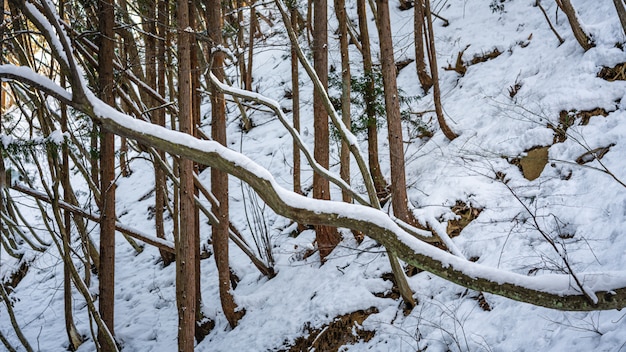 Mooi winterlandschap