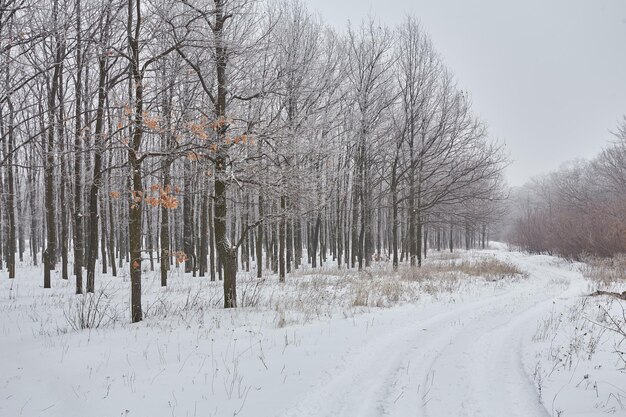 Mooi winterlandschap