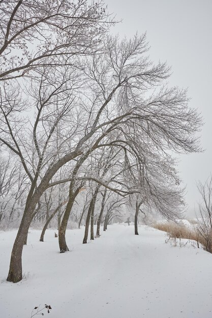 Mooi winterlandschap