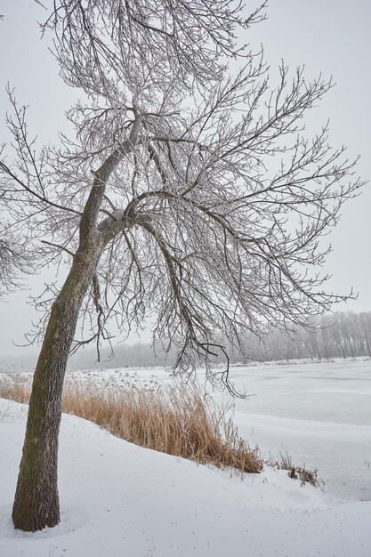 Mooi winterlandschap