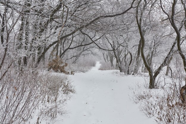 Mooi winterlandschap