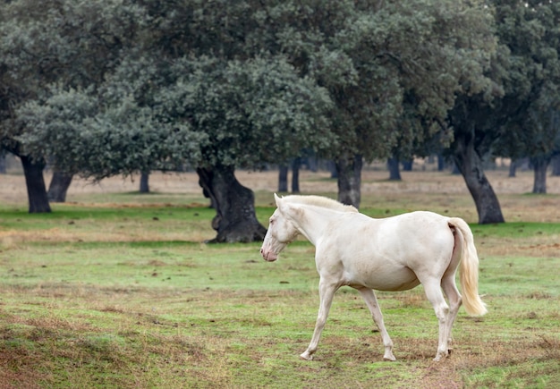 Mooi wit paard in de countyside