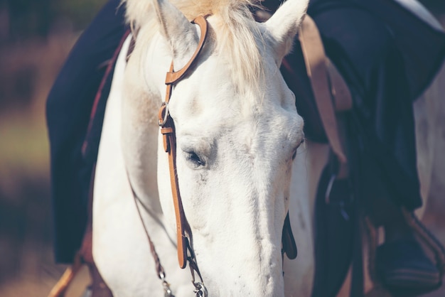 Mooi wit paard met lang manenportret