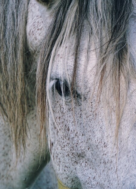 Foto mooi wit paardportret in de aard