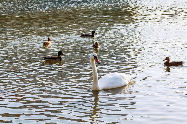 Mooi wit zwaanpaar op blauw water