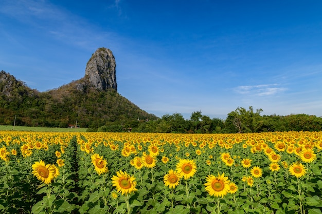 Mooi zonnebloemgebied op de zomer met blauwe hemel en grote berg bij Lop Buri-provincie, THAILAND