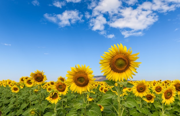 Mooi zonnebloemgebied op de zomer met blauwe hemel