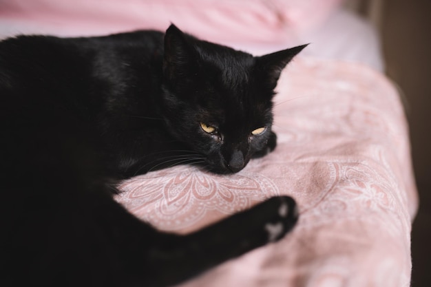 Foto mooi zwart kitten ligt op bed.