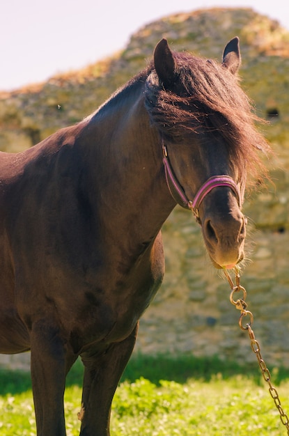 Mooi zwart paard buitenshuis. Het concept van rijden.