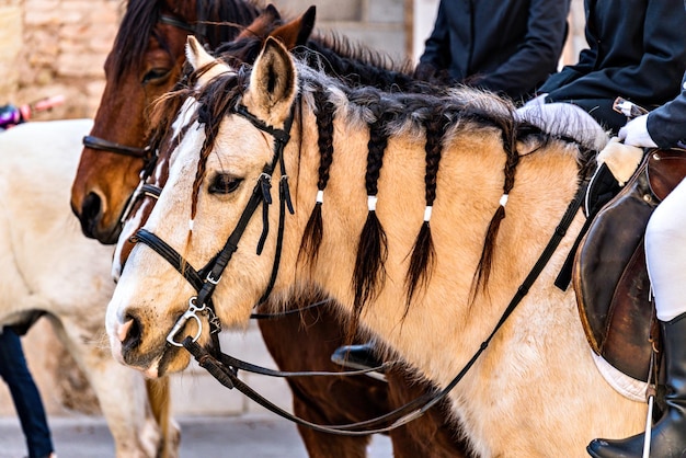 Mooi zwart paard dat een koets trekt op het Tres Tombs-festival in Igualada Barcelona