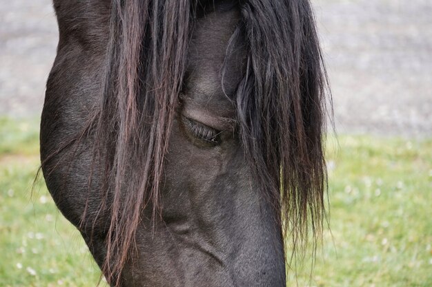 Mooi zwart paard in de wei