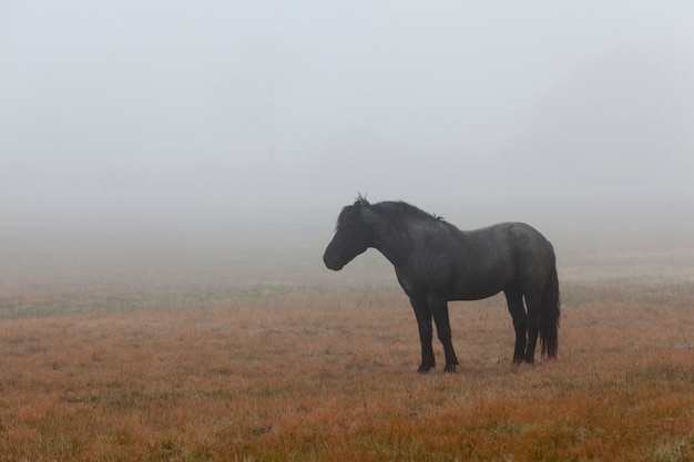 Mooi zwart paard op een weiland in het de herfstseizoen, de mist van de ochtendtijd, paardsilhouet