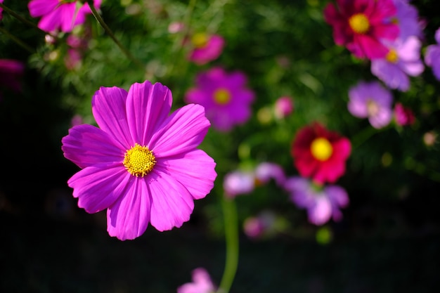 Mooie aard Pinks bloem in aardtuin.