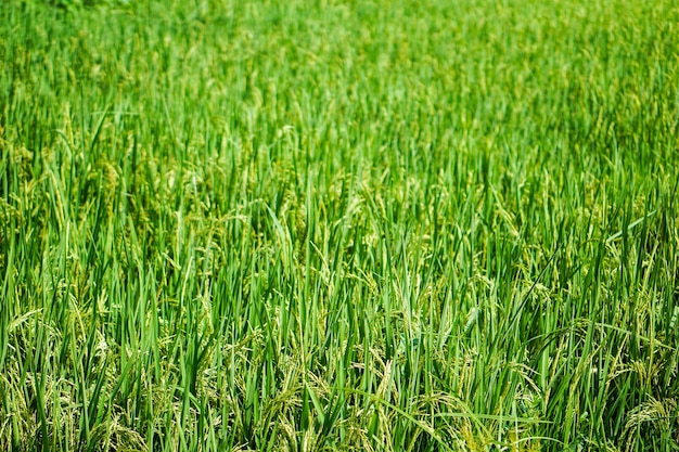 Mooie aard van het groene gebied en de glanzende korrel