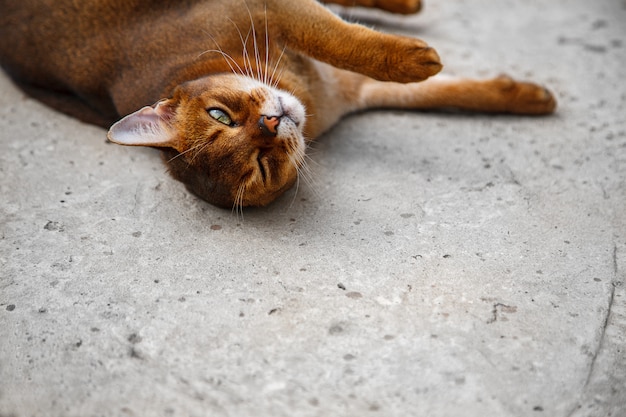 Mooie Abessijnse kat die op de grond ligt