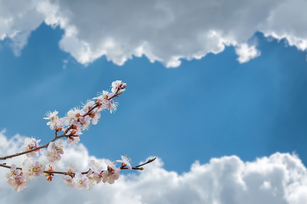 Mooie abrikozenbloemen op blauwe hemel