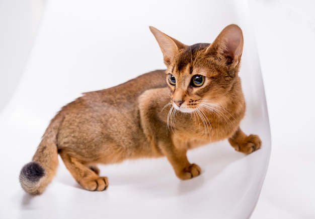 Mooie Abyssinian-kat op witte achtergrond