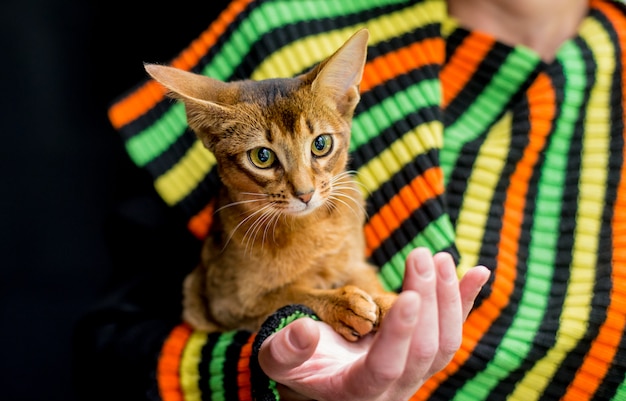 Mooie Abyssinian-kattenzitting op handen.