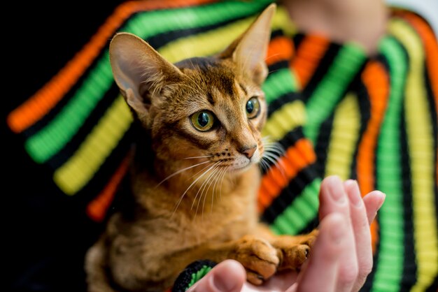 Mooie Abyssinian-kattenzitting op handen.