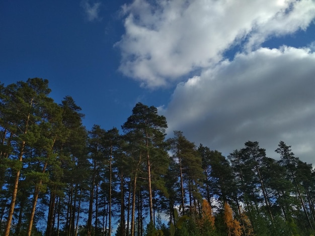 mooie achtergrond, groen, hoog, dennenbomen, natuur, bos, wandelen, buiten