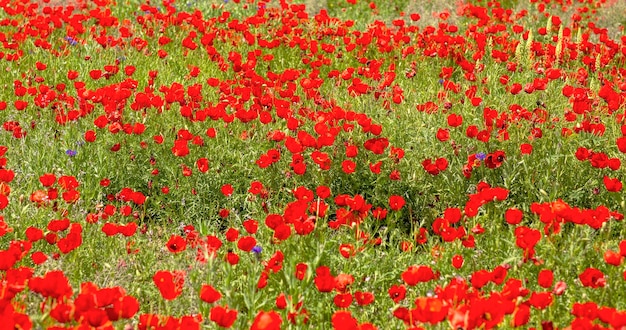 Mooie achtergrond met heldere tulpen