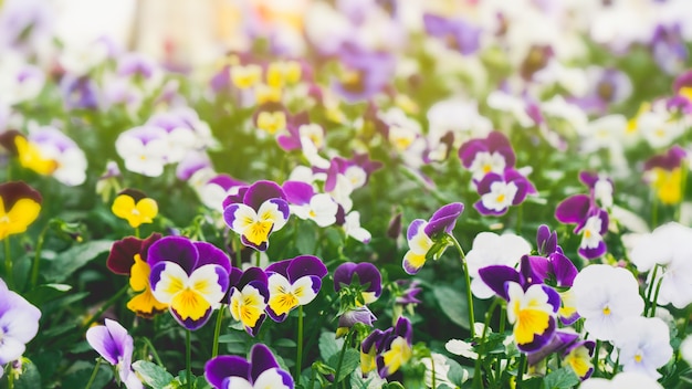 Mooie achtergrond van de lente de bos dichte omhooggaande bloemen