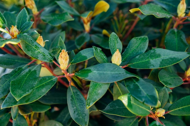 Mooie achtergrond van sappige groene bladeren Magnolia bloem Natuurlijke textuur Abstracte achtergrond