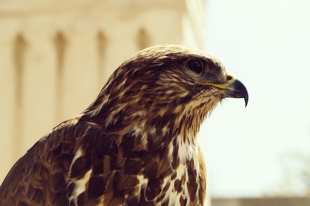 Mooie adelaarsvogel close-up